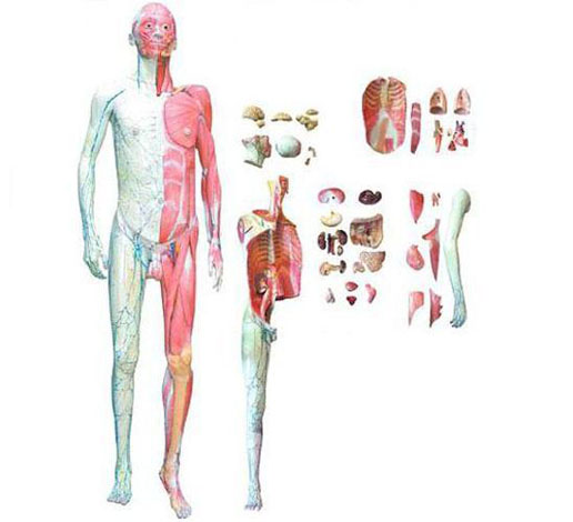 康人 人体全身层次解剖附内脏模型 KAR/10001-1