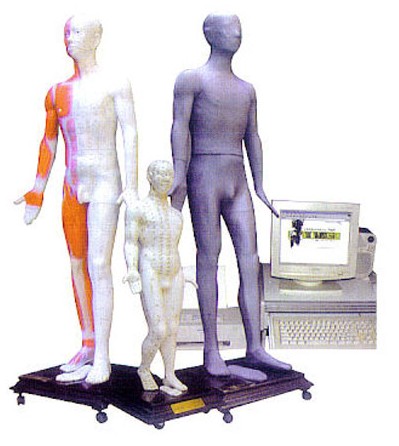 康人 人体针灸穴位发光模型 KAR/Y10038