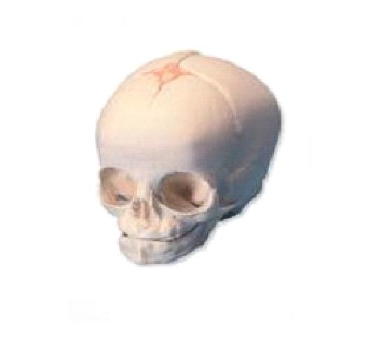 康人婴儿头颅骨模型KAR\/11115|婴儿头颅骨模