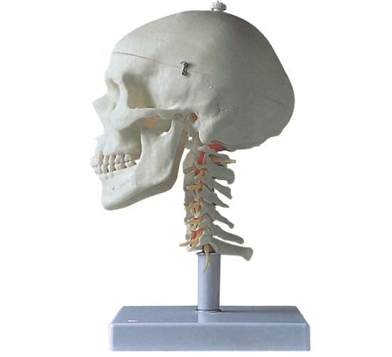 成人头颅骨带颈椎模型 kar/11111-3