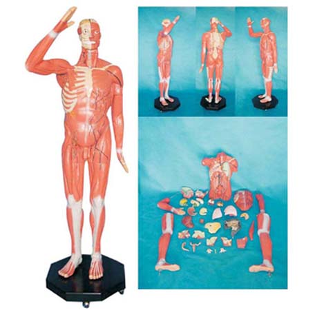 康人 人体全身肌肉附内脏模型 KAR/11301-1