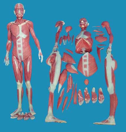 康人 人体全身肌肉解剖模型 KAR/11302-1
