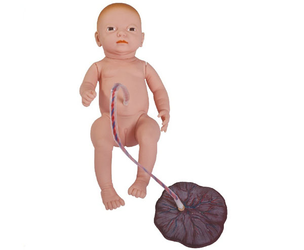康人 高级新生儿脐带胎盘护理模型 KAR/132