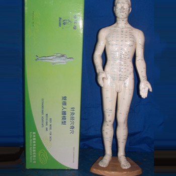 华佗针灸人体模型50cm 