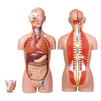  男、女两性人体背部开放式半身躯干模型KAR/10003