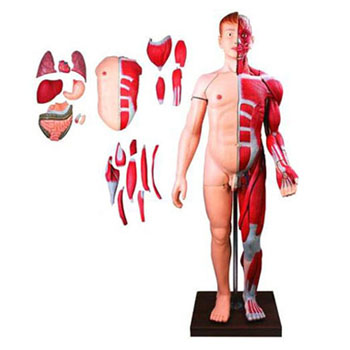  人体全身层次解剖附内脏模型 KAR/10001-2