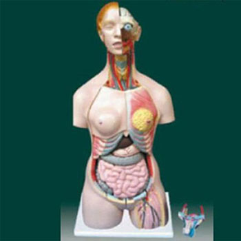  男、女两性人体半身躯干模型KAR/10002