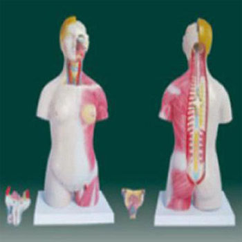  男、女两性人体半身躯干模型 KAR/10003A