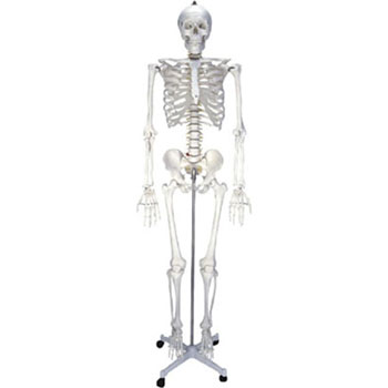  男性人体骨骼模型 KAR/11101-1