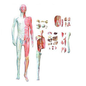  人体全身层次解剖附内脏模型 KAR/10001-1
