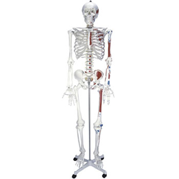  人体骨骼半边肌肉着色模型 KAR/11102-2