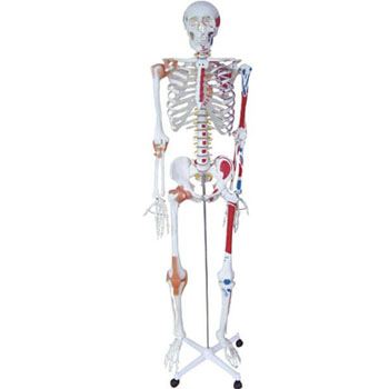  人体骨骼半边肌肉着色附韧带模型 KAR/11102-1