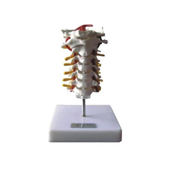  颈椎模型 KAR/11107