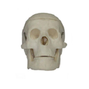 儿童头颅骨模型KAR/1114 