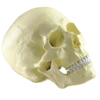  成人头颅骨模型 KAR/11110