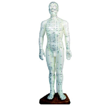  人体针灸模型48cm