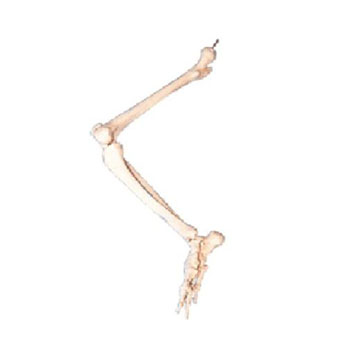  下肢骨模型KAR/11131