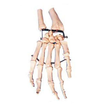  手掌骨模型KAR/11126