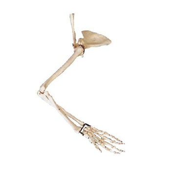  手臂骨、肩钾骨、锁骨模型 KAR/11123