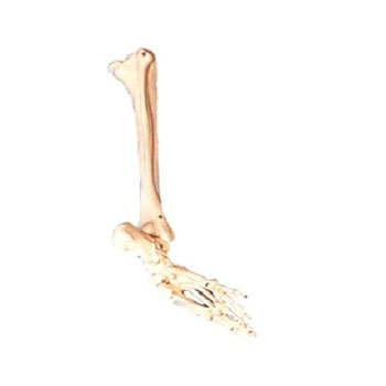  足骨、腓骨与胫骨模型 KAR/11132