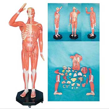  人体全身肌肉附内脏模型 KAR/11301-1