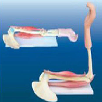  肘关节与肌肉功能模型KAR/11210