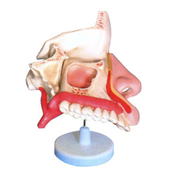 益联鼻腔解剖模型 M2048