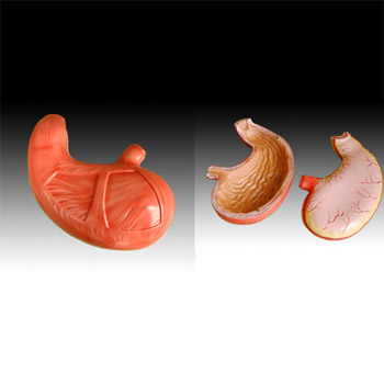  胃解剖模型 YLM-A12002