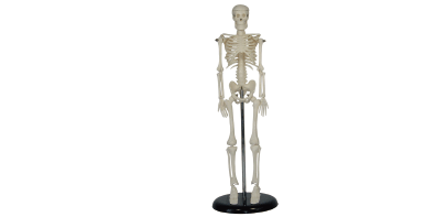  人体骨骼模型 XC-103