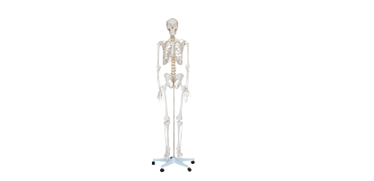  人体骨骼模型 XC-101