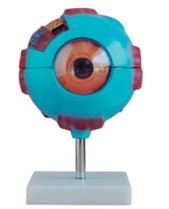  眼球放大模型 BIX-A1052