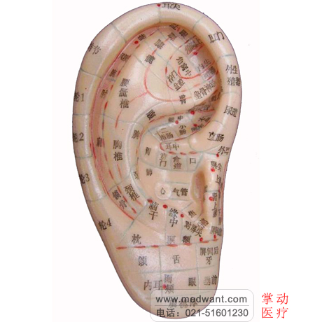 上海经络通 耳穴模型 针灸耳模型 13cm